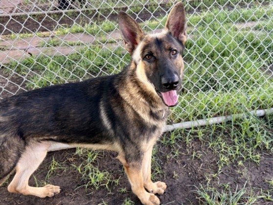 Cooper, a German Shepherd (mix breed), available for adoption