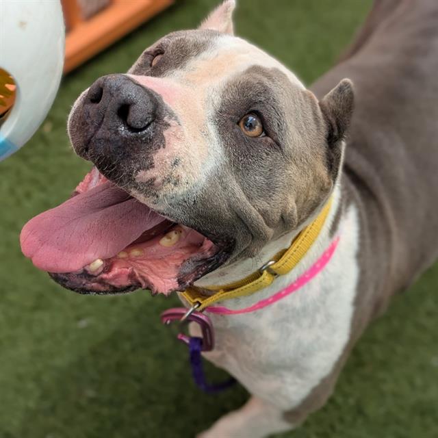 Babbles, a American Staffordshire Terrier, available for adoption