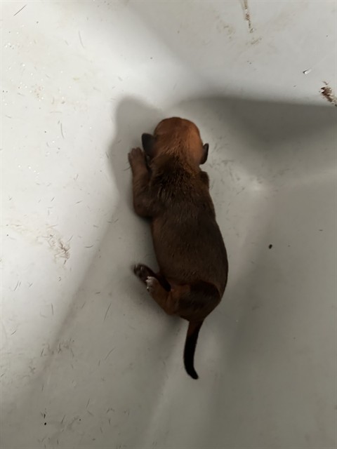 Ella, a Boxer, available for adoption