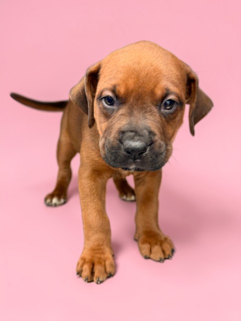 Ella, a Boxer, available for adoption