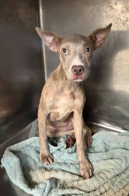 Truffles, a Pit Bull Terrier, available for adoption