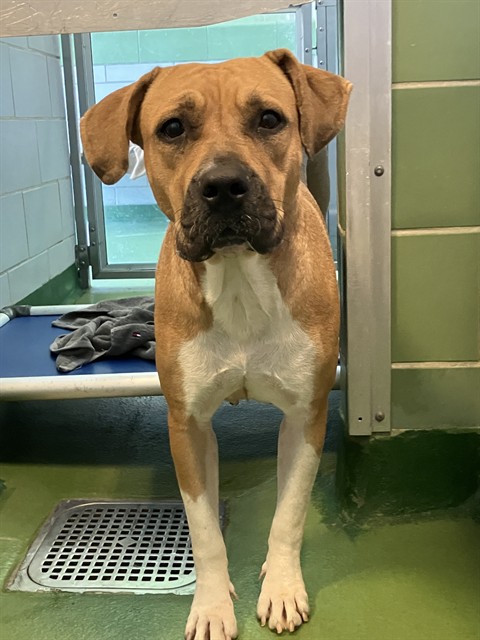 Chilli, a American Staffordshire Terrier (mix breed), available for adoption