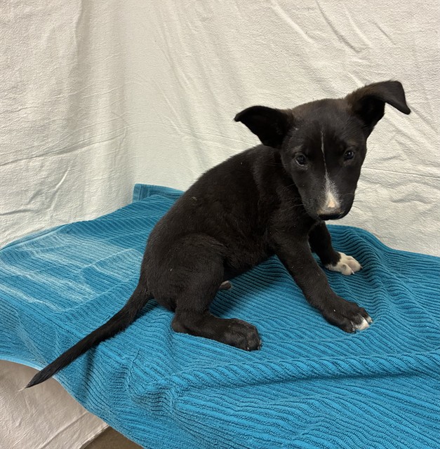Pongo, a German Shepherd, available for adoption