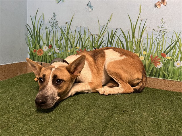 Jessie, a Border Collie, available for adoption