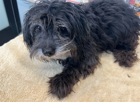 Pau Pau, a Terrier, available for adoption
