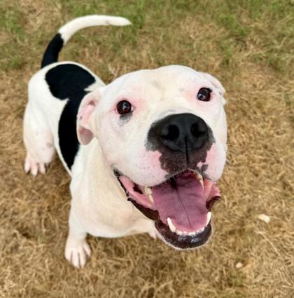 Bruno, a Pit Bull Terrier, available for adoption