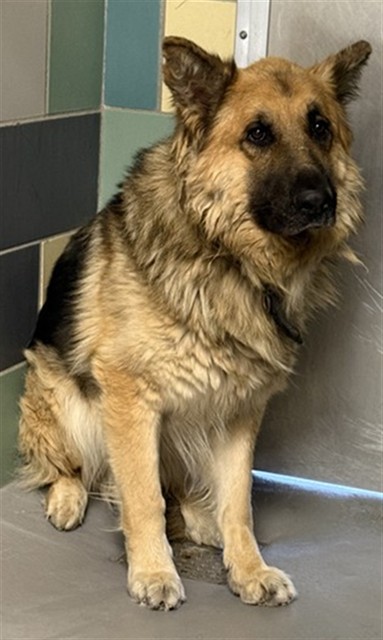 Simon, a German Shepherd, available for adoption