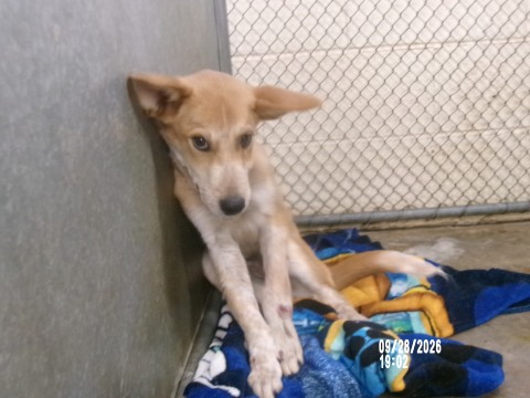 Max, a Cattle Dog (mix breed), available for adoption