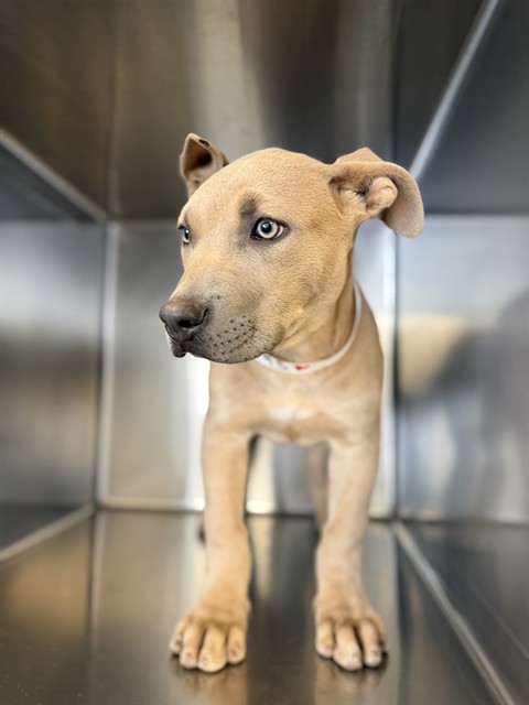 Kara, a Pit Bull Terrier, available for adoption