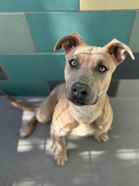 Kara, a Pit Bull Terrier, available for adoption