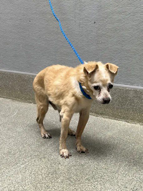 Sprite, a Chihuahua, available for adoption