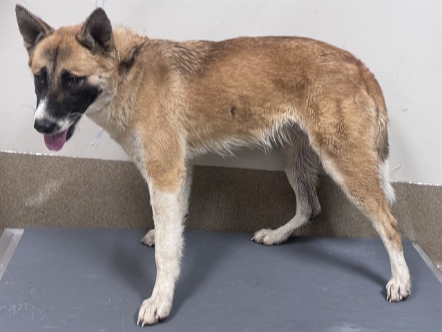 Bloomer, a Akita, available for adoption