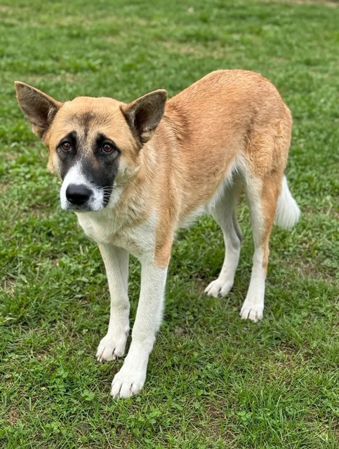 Bloomer, a Akita, available for adoption
