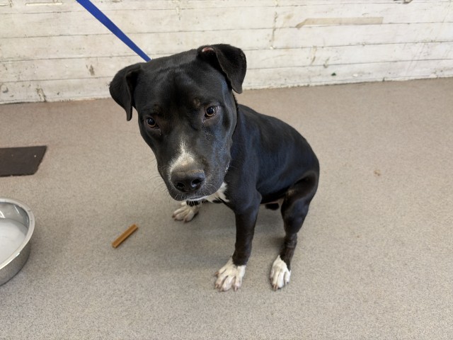 Cliff, a Pit Bull Terrier (mix breed), available for adoption