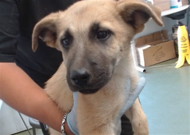 Benny, a Shepherd, available for adoption