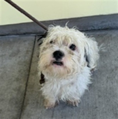 A5805694, a Maltese, available for adoption