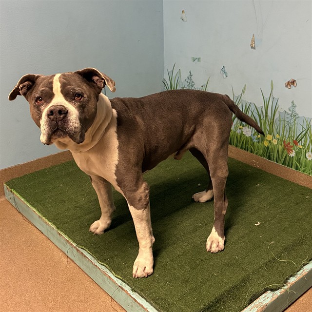 Lok, a American Staffordshire Terrier, available for adoption
