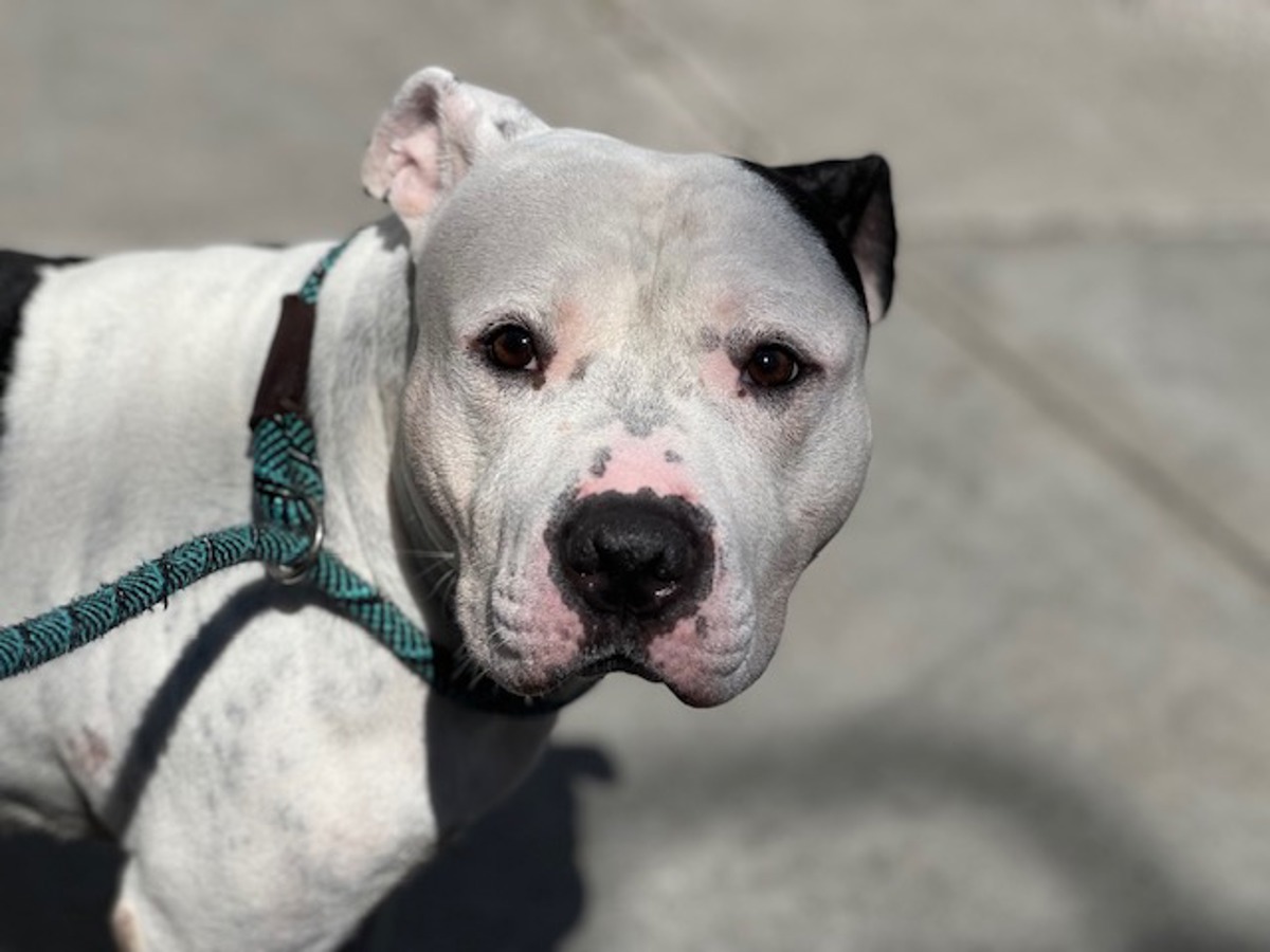 The Pawdacity, a Pit Bull Terrier, available for adoption