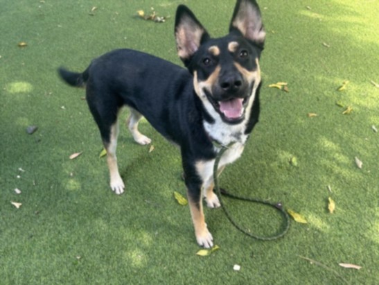 Stella Rose, a German Pinscher (mix breed), available for adoption