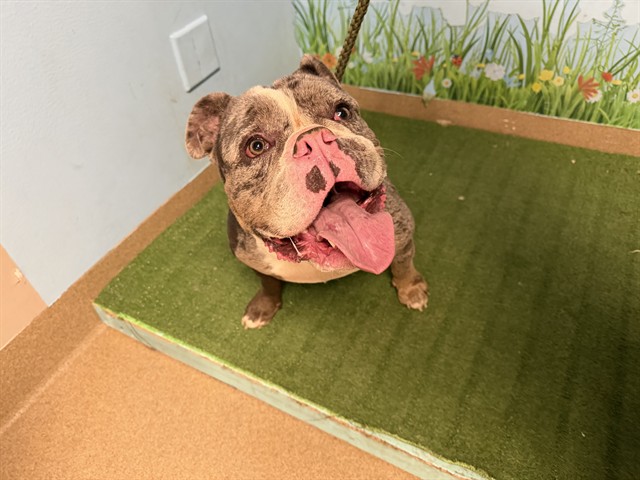 Nitro, a American Bulldog, available for adoption