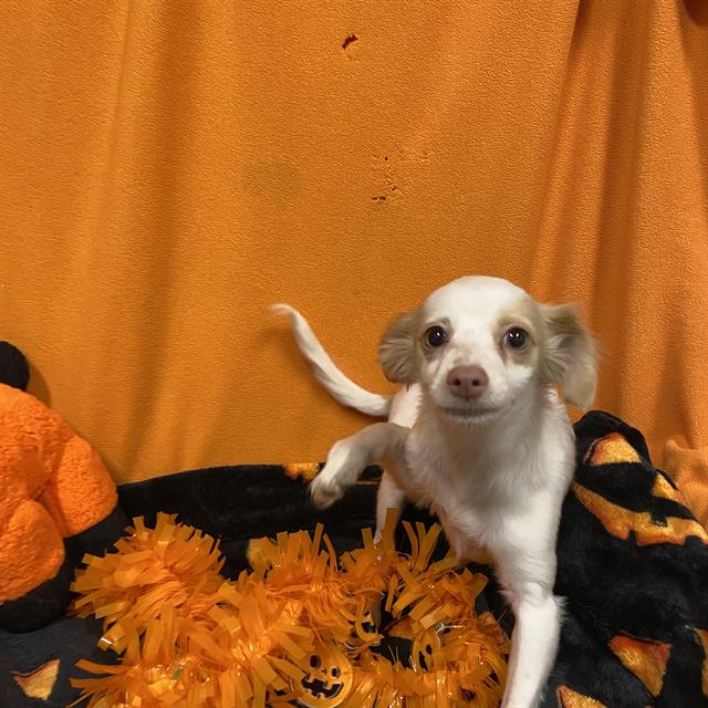 A615407, a Chihuahua, available for adoption