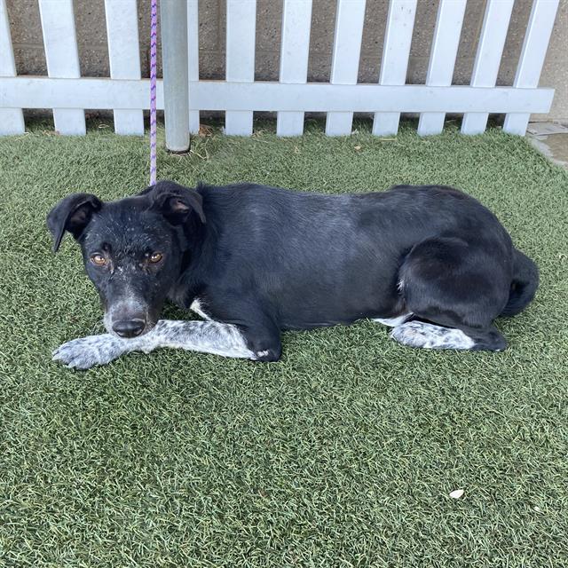 Vivi, a Cattle Dog, available for adoption