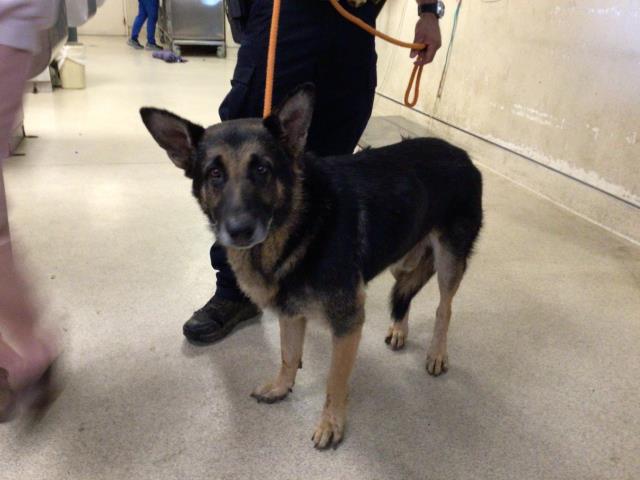 Captain, a German Shepherd, available for adoption
