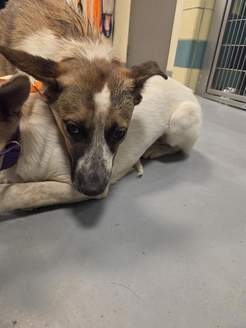 Play-Doh, a Shepherd, available for adoption