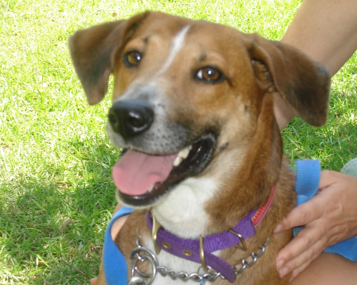 Other Photos of thie Dog