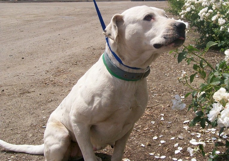Other Photos of thie Dog
