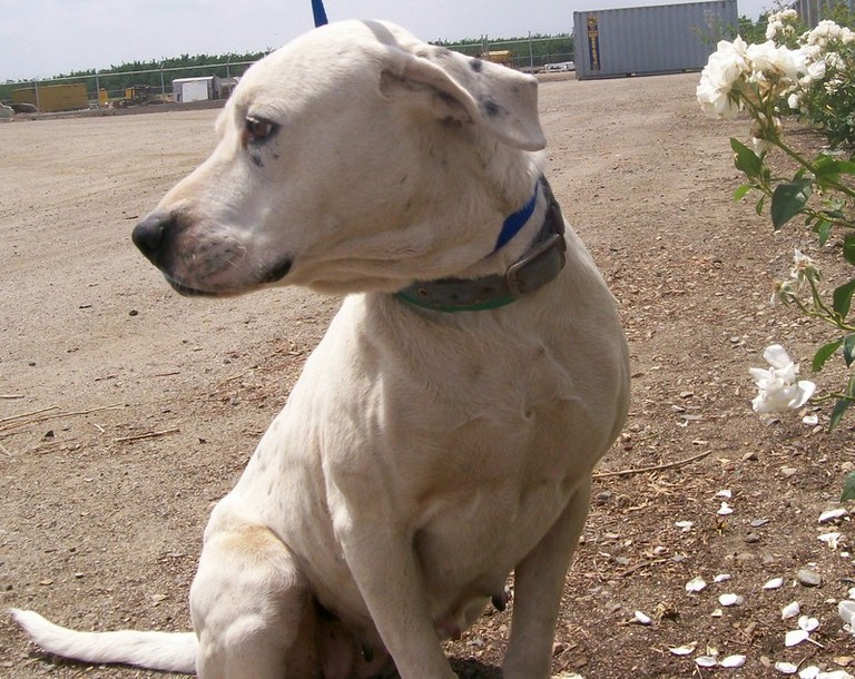 Other Photos of thie Dog