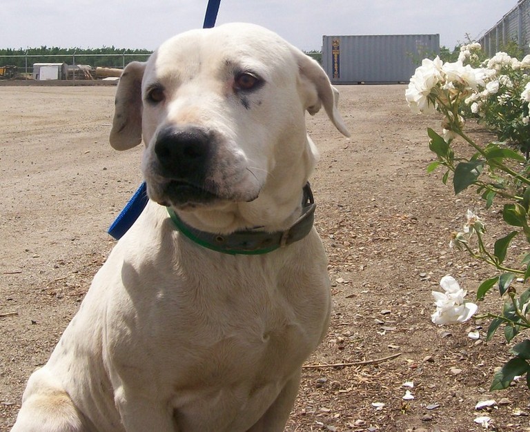 Other Photos of thie Dog