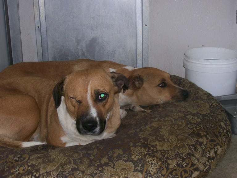 Other Photos of thie Dog