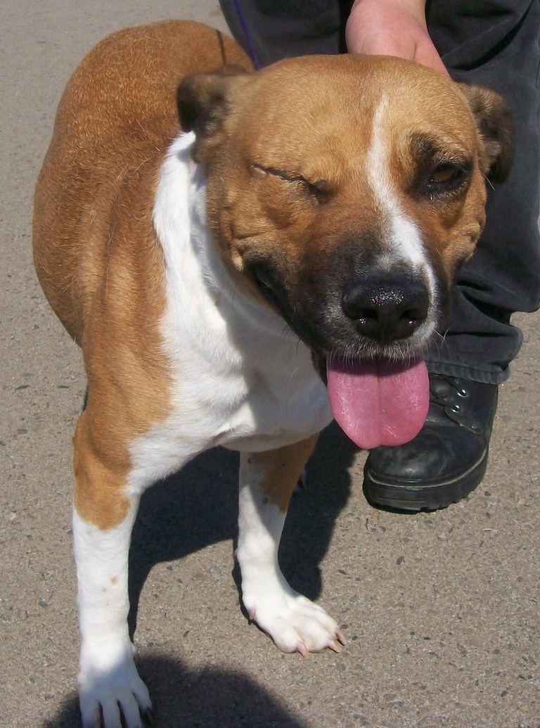 Other Photos of thie Dog