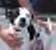 Other Photos of thie Dog