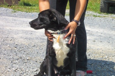 Other Photos of thie Dog