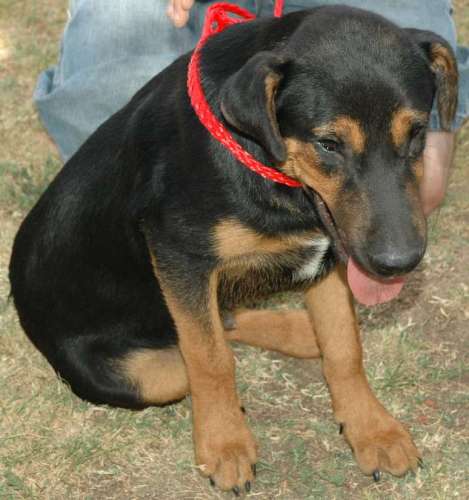 Other Photos of thie Dog