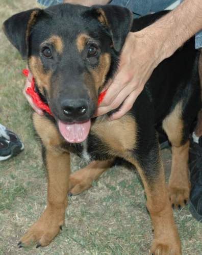 Other Photos of thie Dog