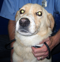 Other Photos of thie Dog