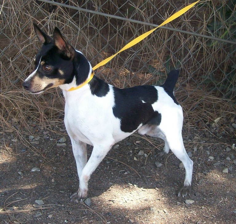 Other Photos of thie Dog