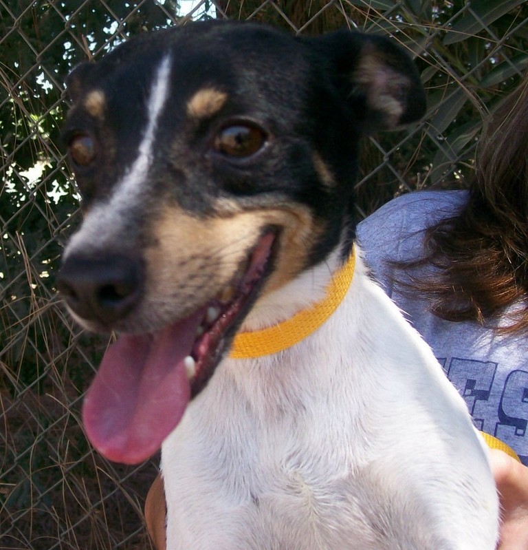 Other Photos of thie Dog