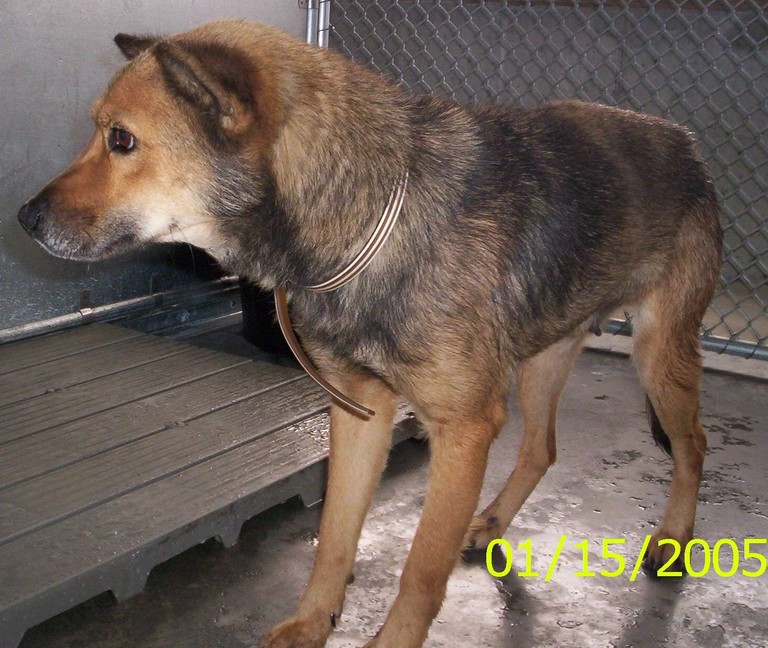 Other Photos of thie Dog
