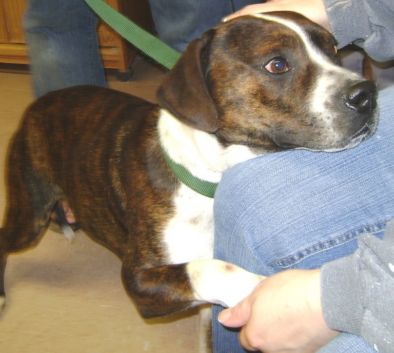 Other Photos of thie Dog