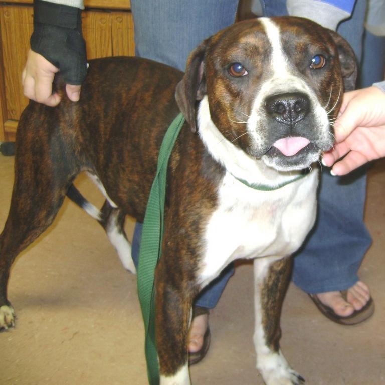 Other Photos of thie Dog