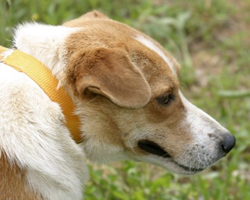 Other Photos of thie Dog
