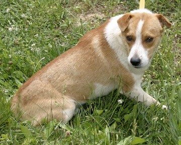 Other Photos of thie Dog