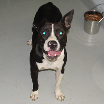 Other Photos of thie Dog