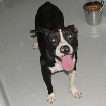 Other Photos of thie Dog