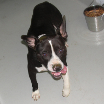 Other Photos of thie Dog