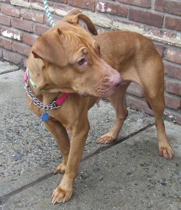 Other Photos of thie Dog